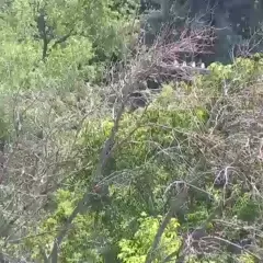 Camera Preview